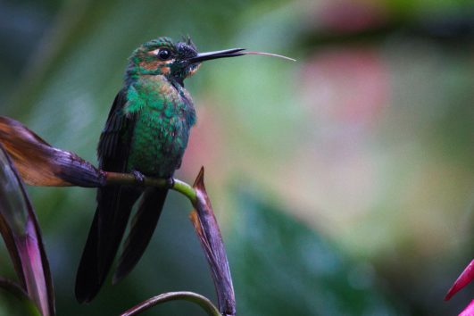 Costa Rica