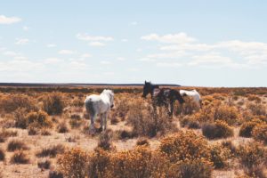 chevaux-argentine-agence de voyages phileas frog paris 17