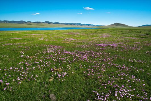 fleurs 2 mongolie agence de voyages phileas frog paris 17