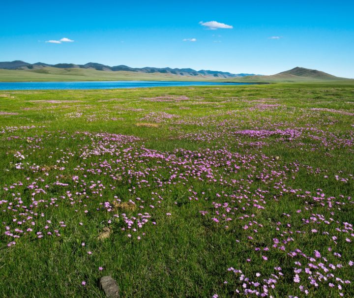 fleurs 2 mongolie agence de voyages phileas frog paris 17