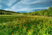 fleurs mongolie agence de voyages phileas frog paris 17