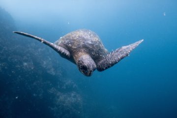 tortue equateur agence de voyages phileas frog paris 17