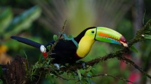 toucan-costa rica agence de voyages phileas frog paris 17