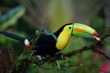 toucan-costa rica agence de voyages phileas frog paris 17