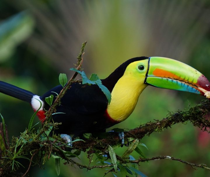 toucan-costa rica agence de voyages phileas frog paris 17