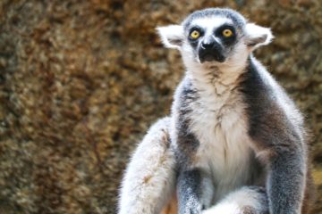 madagascar lemurien agence de voyages phileas frog paris 17.