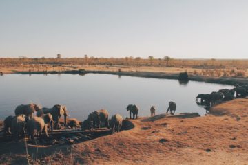 zimbabwe elephants agence de voyages phileas frog paris 17